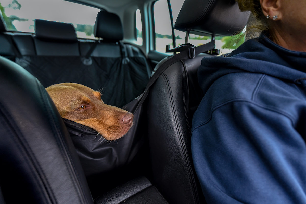 Wie transportiert man Haustiere in einem Auto?