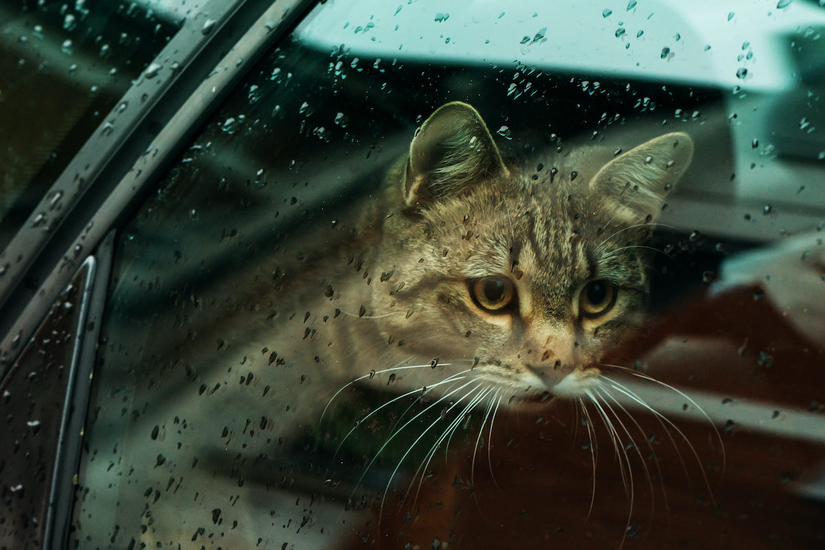 Wie kann man einer Katze beibringen, im Auto zu reisen